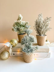 Pine Tree in Paper Pot
