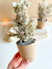 Pine Tree in Paper Pot