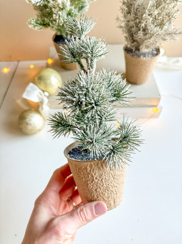 Pine Tree in Paper Pot
