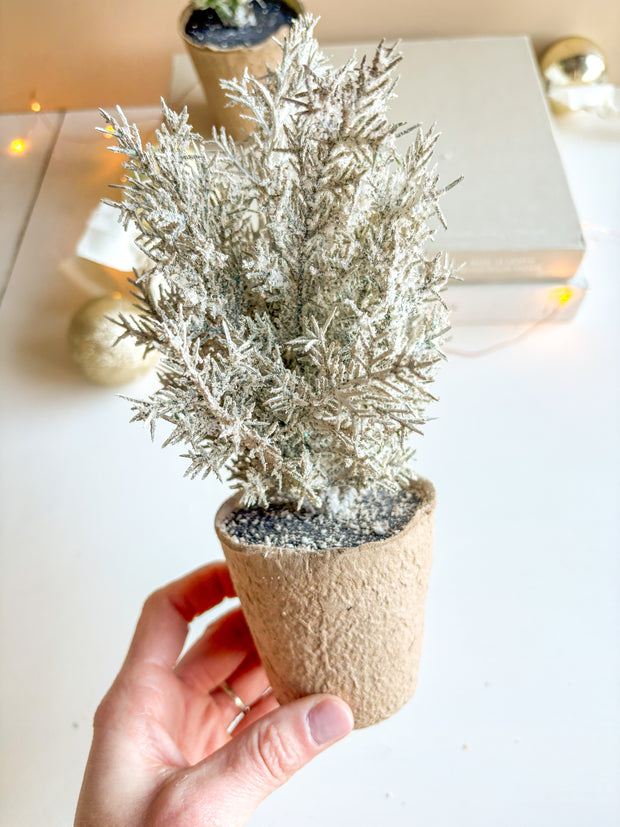 Pine Tree in Paper Pot