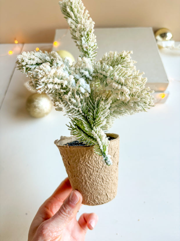 Pine Tree in Paper Pot