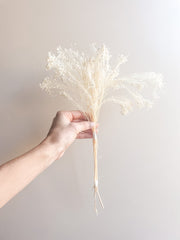 White Broom Bloom